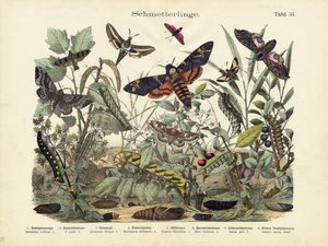 Butterflies